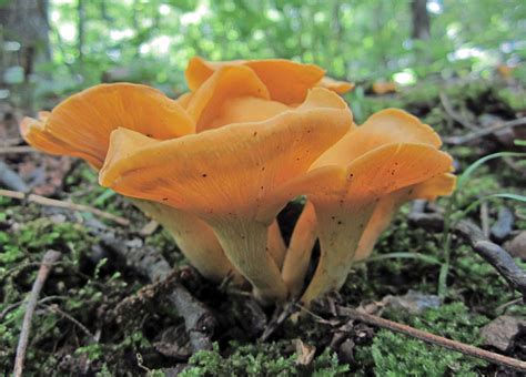 Maryland Biodiversity Project Smooth Chanterelle Cantharellus