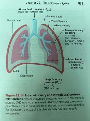 Chapter 22 Respiratory System Flashcards Quizlet