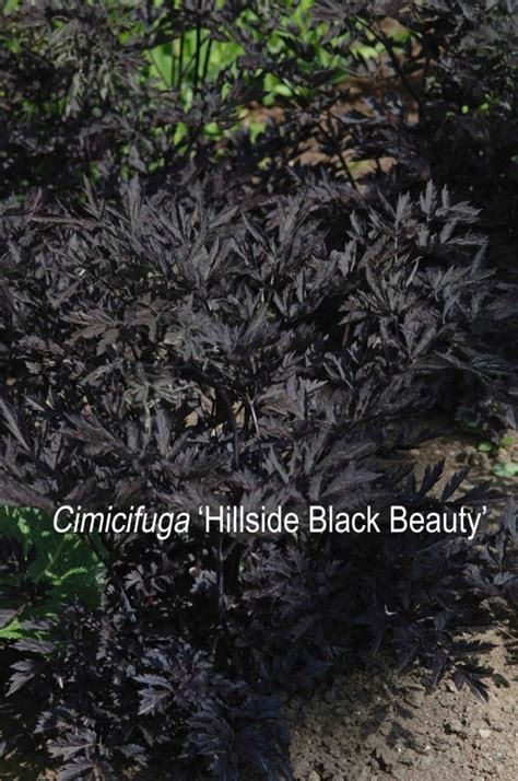 Cimicifuga ‘hillside Black Beauty Ramosa Pp09988 Cierge Dargent