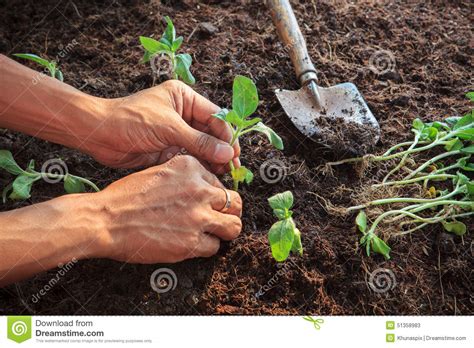 Human Hand Planting Young Sunflowers Plant On Dirt Soil