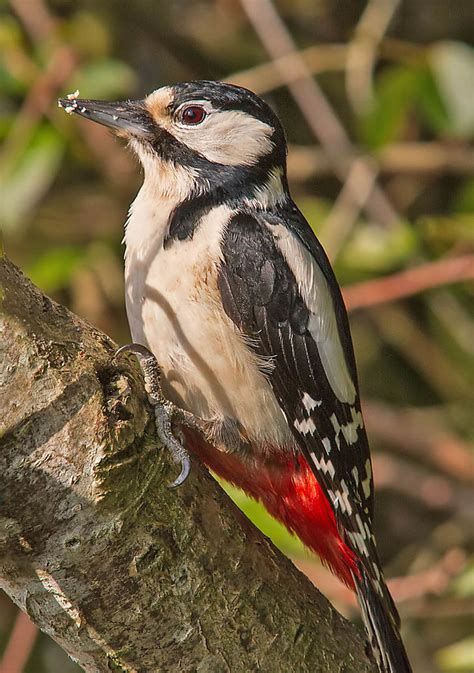 Great Spotted Woodpecker Birdforum