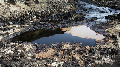 Former Dump Toxic Waste Effects Nature From Contaminated Soil And
