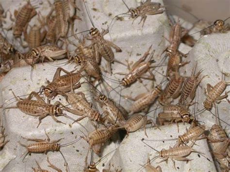 Crickets And Worms For Sale Crickets