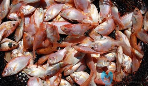 Cara memancing ikan nila dengan cepat. Trik Rahasia Cara Budidaya Ikan Nila Agar Cepat Panen - Trikmerawat.com
