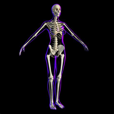 Full Female Body X Ray With Skeleton 3d Model Rigged Cgtrader