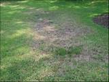 Pictures of Grass Termites Treatment