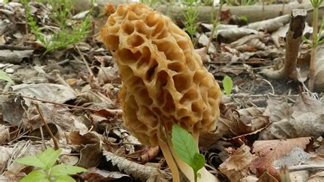 How To Grow Morel Mushrooms Youtube