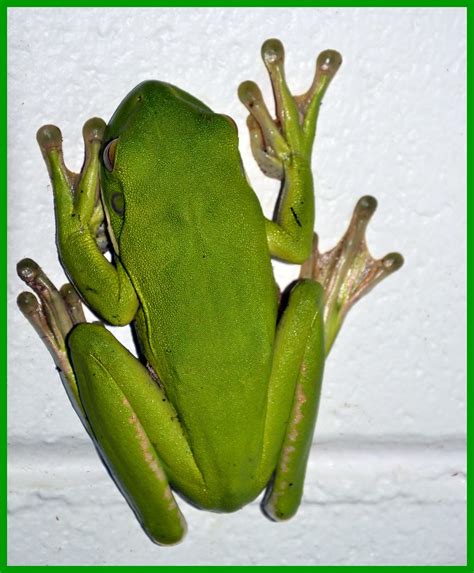 White Lipped Tree Frog Wikiwhite Lipped Flickr