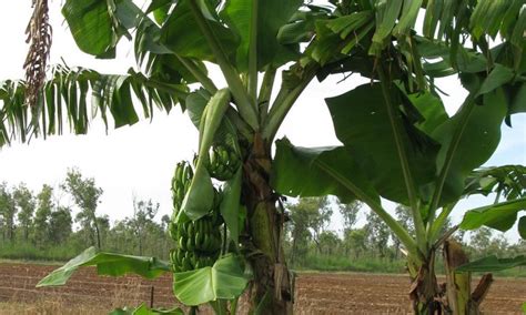 Are genetically modified food safe and good for us? Saving Cavendish: Team grows world-first Panama disease ...