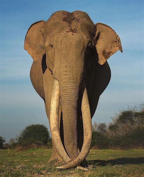Asiatic Elephant Bull 🐘 Photo By Shaazjung Wildplanet Fotos Foto Celular Animais