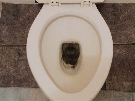 Black Stuff In The Toilet Bowl