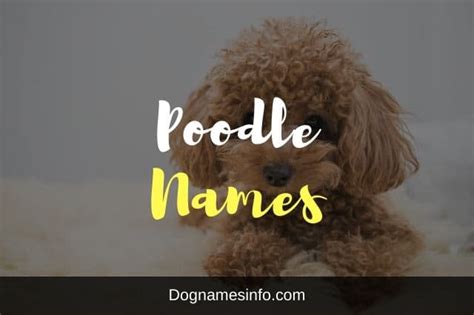 1000 Top Ridiculously Useful Poodle Names For Dogs 2023