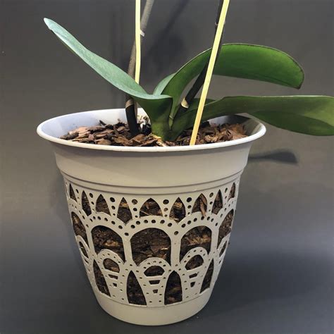 I Wanted A Pot For An Orchid I Purchased But I Didn’t Want To Spend A Lot I Bought A Cheap