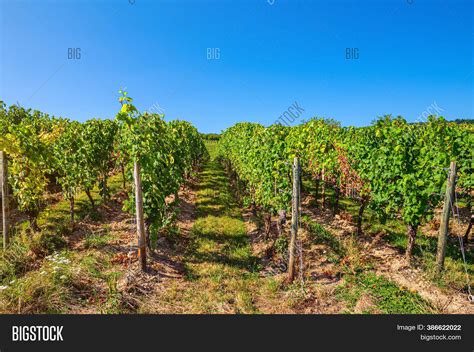Grapevine Wooden Pole Image And Photo Free Trial Bigstock