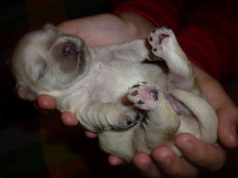 Newborn Puppy Free Stock Photo Public Domain Pictures