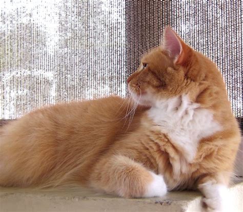 Maybe you would like to learn more about one of these? IMG_8822 | Orange cats, Cats, Animals