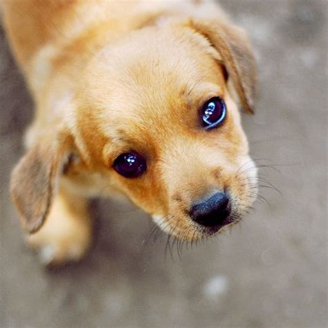 71 Best Baby Puppys Images On Pinterest Puppys Animals Dog And