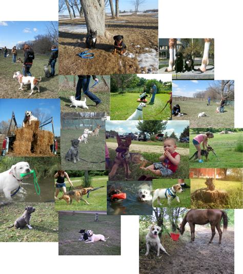 Wis/IL Dog Training,Competition,Photos - COBBLESTONE Dog Training