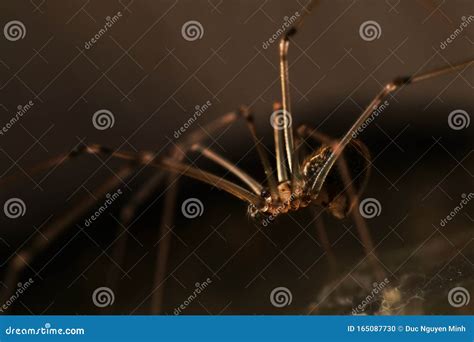 Small Spider In The Corner Stock Photo Image Of Hunting 165087730