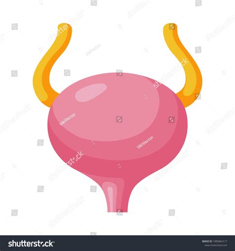 Urinary Bladder Cartoon Icon Excretory System Stock Vector Royalty