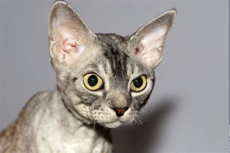 Devon Rex Breeders Can Help You Find The Cat Of Your Dreams Kittentoob