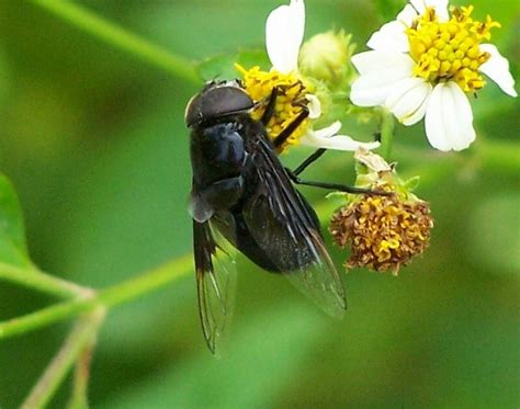 Large Black Fly Copestylum Mexicanum Bugguidenet