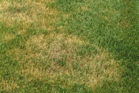 How Can I Avoid Brown Patch Disease On My Tall Fescue Lawn Crownover