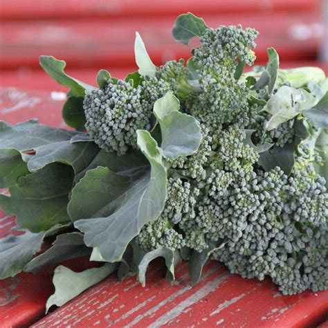 Grow At Home Purple Sprouting Broccoli And Calabrese In 2020