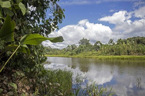 Green Lake In The Middle Of Bolivian Rainforest Madidi National Park