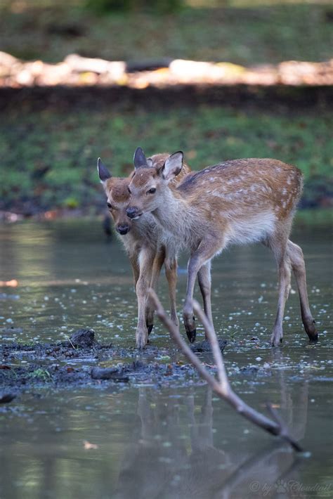 Sika Deer A Picture Of Two Young Sika Deers Walking Throug Flickr