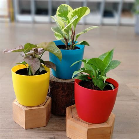 Find & download free graphic resources for desk plant. Air Purifying Desk Plants | TheGreenyard.in