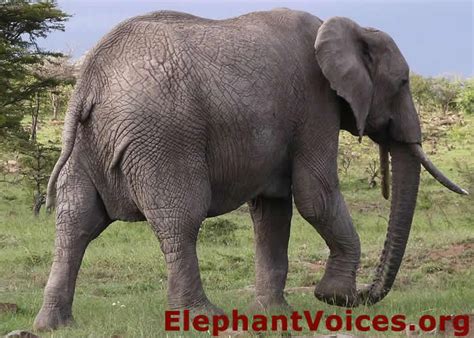 How To Use The Tail To Id African Elephants