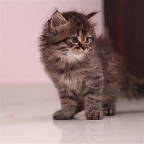 The amount of dried food you give your maine coon will depend on which other foods you are providing for them. How Much Do Maine Coon Kittens Cost? - Find Out Here - Pet ...
