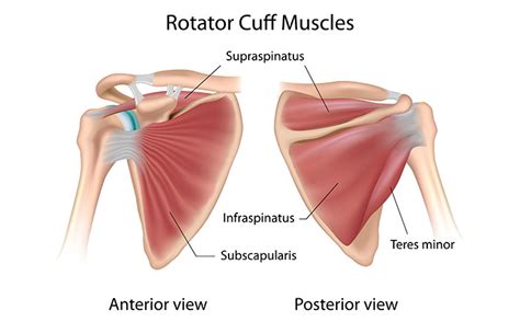 How To Reduce Shoulder Pain Best Rotator Cuff Exercises Live Heathly Life