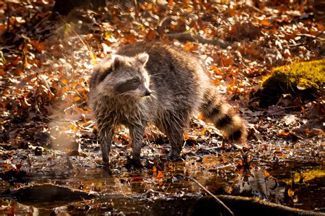 Wet Raccoon Hunting In December Kevin Jezorek Photography