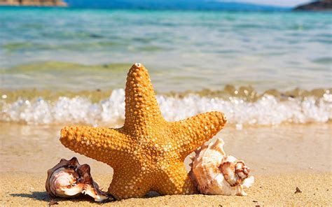 Hd Wallpaper Summer Ocean Beach Starfish Conch 4k Ultra Hd Sea Land