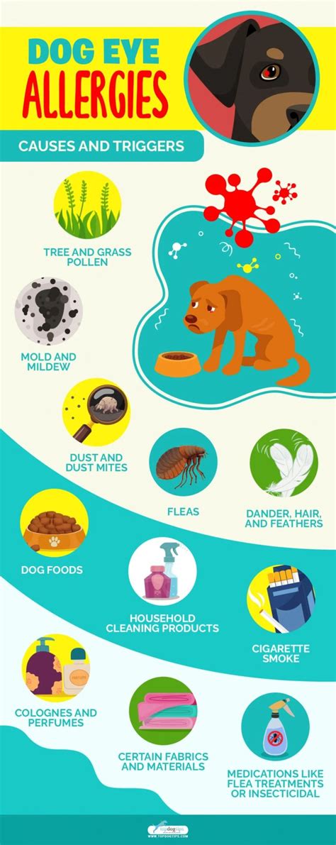 Dog Eye Allergies Symptoms Causes And Treatments Home Remedies