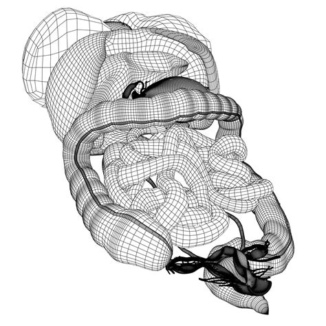 Female human anatomy vector diagram. Human Female Internal Organs Anatomy 3D Model in Anatomy ...