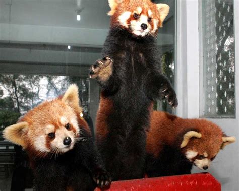 Красная панда 65 фото Фото с описанием особенностей породы панды
