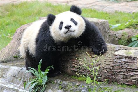Panda Feliz Foto De Archivo Imagen De Bebé Endangered 81238692