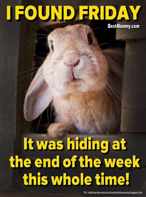 Rabbit Care Advice Friday Humor Happy Friday Quotes