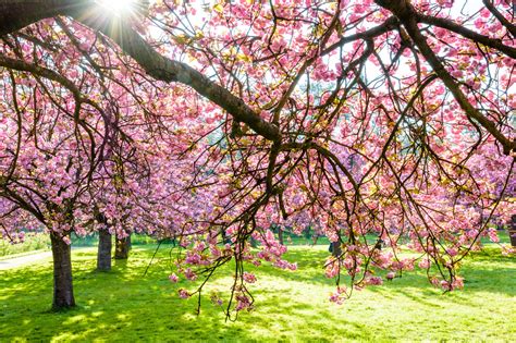 Spring Tree Care Why Trees Arent Blooming Elite Tree Care