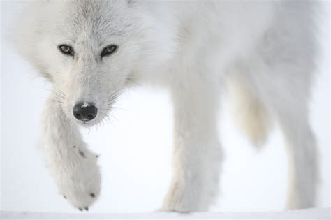 Le Loup Blanc Du Grand Nord Dans Lobjectif De Vincent Munier