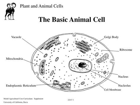These cellular organelles carry out specific functions that are necessary for the normal functioning of the cell. PPT - The Basic Animal Cell PowerPoint Presentation, free ...