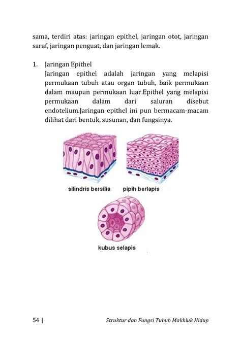 Buku Biologi Dasar Terintegrasi-16 - 54 | Struktur dan Fungsi Tubuh