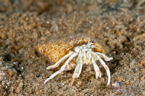 Longwrist Hermit Crab Stock Image C0250756 Science Photo Library