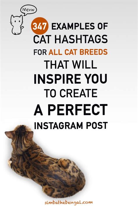 how to choose instagram cat hashtags [full guide with 347 examples]