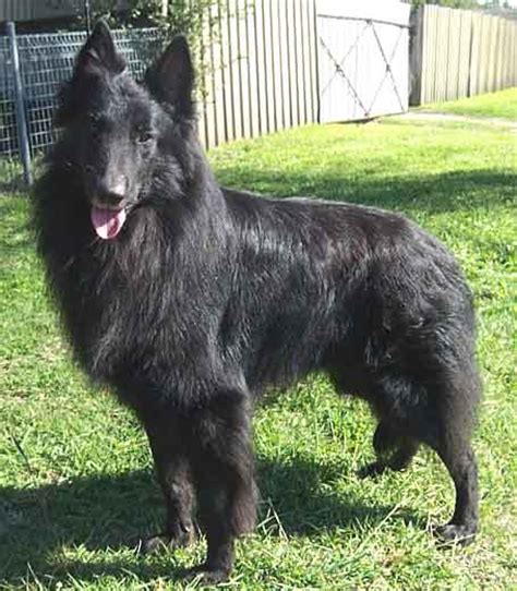 Available california puppies for sale. Belgian Shepherd breeders links and breed information on ...