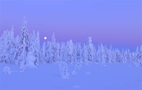 Wallpaper Winter Forest Snow Trees Night The Moon Moon Forest