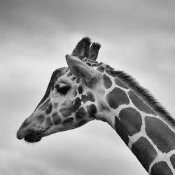 Imagenes De Animales En Blanco Y Negro - Fotos gratis : en blanco y